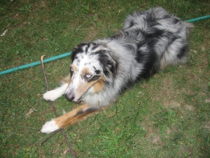  Australian Shepherd