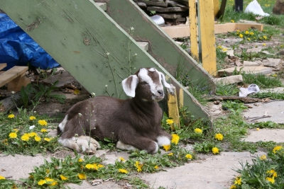 guinea linc